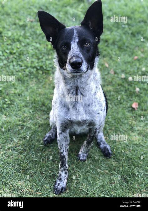 australian kelpie black and white.